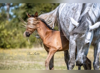 PRE, Giumenta, 10 Anni, 160 cm, Grigio pezzato