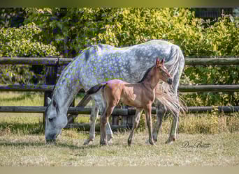 PRE, Giumenta, 10 Anni, 160 cm, Grigio pezzato