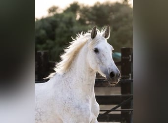 PRE Mix, Giumenta, 10 Anni, 165 cm, Grigio