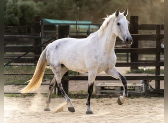 PRE Mix, Giumenta, 10 Anni, 165 cm, Grigio