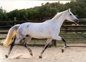 PRE Mix, Giumenta, 10 Anni, 165 cm, Grigio