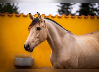 PRE Mix, Giumenta, 10 Anni, 165 cm, Pelle di daino