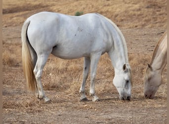 PRE Mix, Giumenta, 10 Anni, 169 cm, Grigio