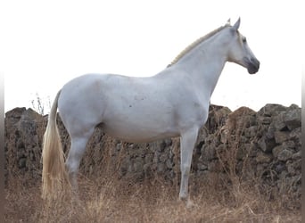 PRE Mix, Giumenta, 10 Anni, 169 cm, Grigio