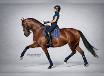 PRE Mix, Giumenta, 10 Anni, 171 cm, Baio