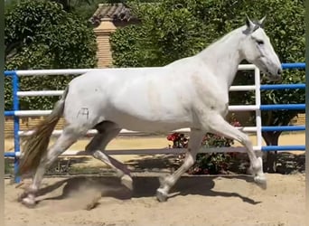 PRE, Giumenta, 10 Anni, 171 cm, Grigio