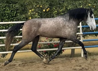 PRE, Giumenta, 10 Anni, 171 cm, Grigio