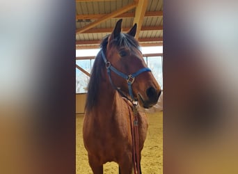 PRE Mix, Giumenta, 11 Anni, 150 cm, Baio