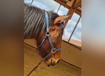 PRE Mix, Giumenta, 11 Anni, 150 cm, Baio