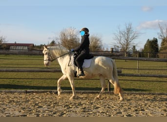 PRE Mix, Giumenta, 11 Anni, 152 cm, Perlino