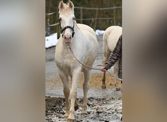 PRE, Giumenta, 11 Anni, 153 cm, Perlino