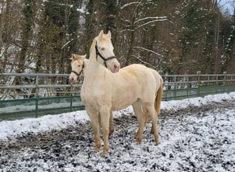 PRE, Giumenta, 11 Anni, 153 cm, Perlino