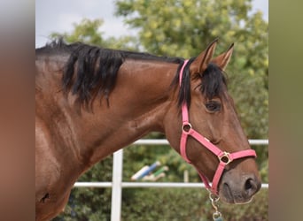 PRE, Giumenta, 11 Anni, 160 cm, Baio