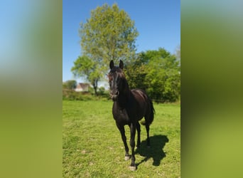 PRE, Giumenta, 11 Anni, 160 cm, Morello