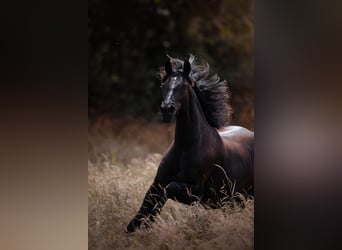 PRE, Giumenta, 11 Anni, 160 cm, Morello