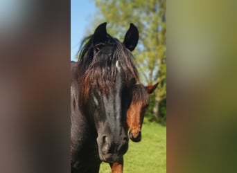 PRE, Giumenta, 11 Anni, 160 cm, Morello