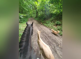 PRE, Giumenta, 11 Anni, 160 cm, Morello