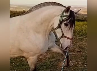 PRE Mix, Giumenta, 11 Anni, 163 cm, Grigio