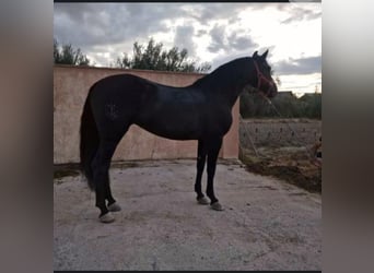 PRE, Giumenta, 11 Anni, 163 cm, Morello