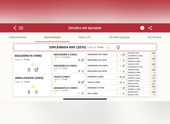 PRE, Giumenta, 11 Anni, 168 cm, Grigio