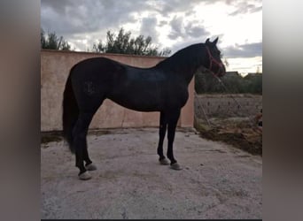 PRE, Giumenta, 11 Anni, Morello