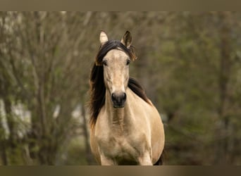 PRE, Giumenta, 12 Anni, 155 cm, Pelle di daino