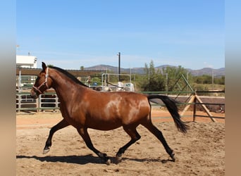 PRE Mix, Giumenta, 12 Anni, 158 cm, Baio