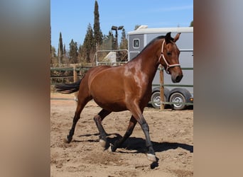 PRE Mix, Giumenta, 12 Anni, 158 cm, Baio