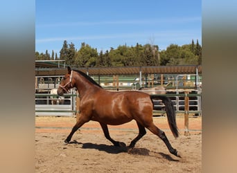 PRE Mix, Giumenta, 12 Anni, 158 cm, Baio