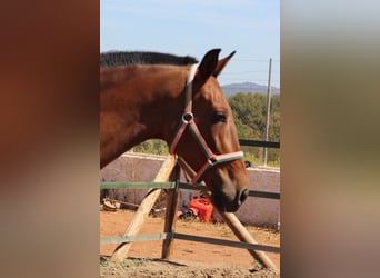 PRE Mix, Giumenta, 12 Anni, 158 cm, Baio