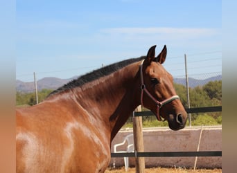 PRE Mix, Giumenta, 12 Anni, 158 cm, Baio