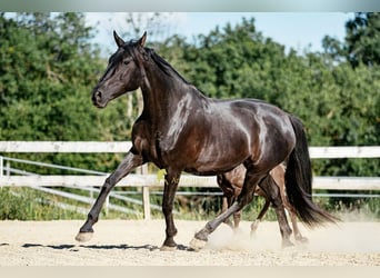 PRE, Giumenta, 12 Anni, 160 cm, Morello