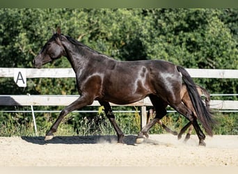 PRE, Giumenta, 12 Anni, 160 cm, Morello