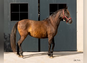 PRE, Giumenta, 12 Anni, 160 cm, Morello