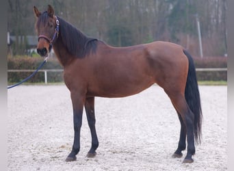 PRE Mix, Giumenta, 12 Anni, 162 cm, Baio