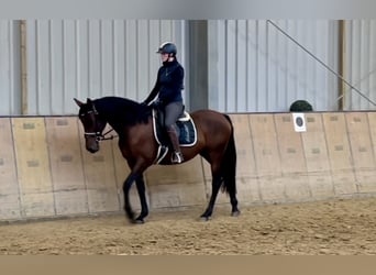 PRE Mix, Giumenta, 12 Anni, 162 cm, Baio