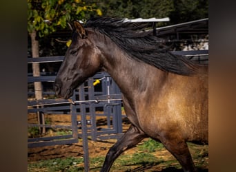 PRE Mix, Giumenta, 12 Anni, 162 cm, Morello