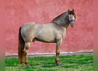 PRE Mix, Giumenta, 12 Anni, 162 cm, Morello