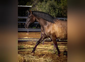 PRE Mix, Giumenta, 12 Anni, 162 cm, Morello