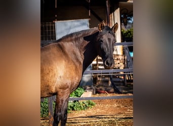 PRE Mix, Giumenta, 12 Anni, 162 cm, Morello