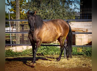 PRE Mix, Giumenta, 12 Anni, 162 cm, Morello