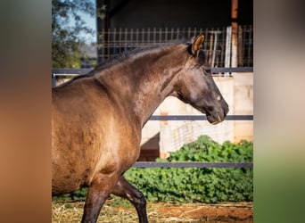 PRE Mix, Giumenta, 12 Anni, 162 cm, Morello