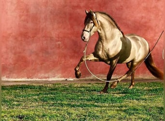 PRE Mix, Giumenta, 12 Anni, 162 cm, Morello