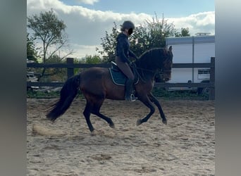 PRE Mix, Giumenta, 12 Anni, 163 cm, Baio