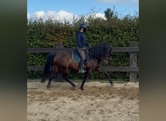 PRE Mix, Giumenta, 12 Anni, 163 cm, Baio