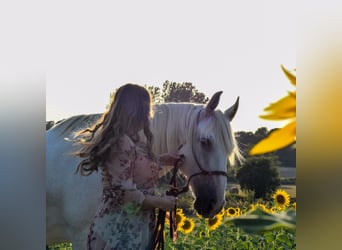 PRE Mix, Giumenta, 12 Anni, 163 cm, Grigio pezzato