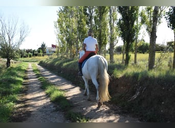 PRE Mix, Giumenta, 12 Anni, 163 cm, Grigio pezzato