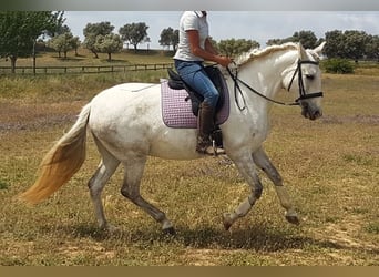 PRE Mix, Giumenta, 12 Anni, 163 cm, Grigio pezzato