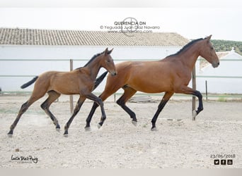 PRE Mix, Giumenta, 12 Anni, 168 cm, Baio