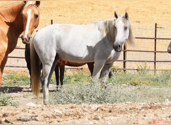 PRE, Giumenta, 12 Anni, Grigio